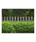holzzaun und buxus sichtschutz