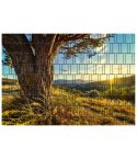 Panorama Baum 1 Zaunsichtschutz