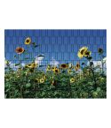 sonnenblumen sichtschutz fuer terrasse