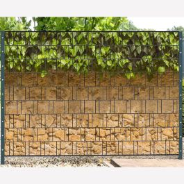 standort geigenfeige Geigenfeige kaufen | Ficus lyrata main image 1