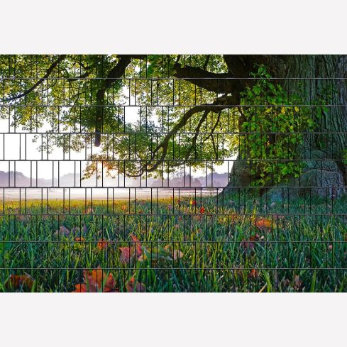Panorama Baum 1 Zaunsichtschutz