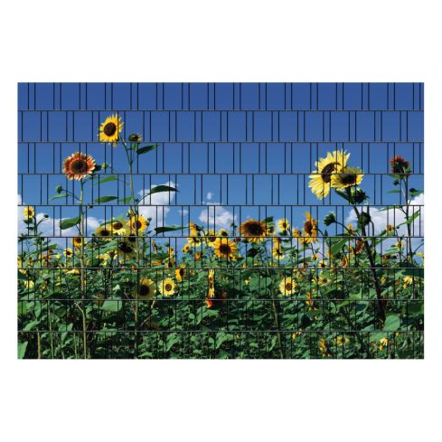 sonnenblumen sichtschutz fuer terrasse